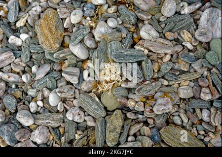 Délavé les algues et les cailloux sur un sud de Devon Beach Angleterre Royaume-Uni Banque D'Images