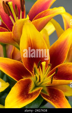 Lilium Kaveri, fleur, Portrait Banque D'Images