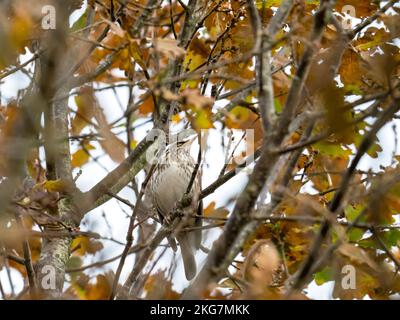 A Redwing ; Turdus iliacus à Ambleside, Lake District, Royaume-Uni. Banque D'Images