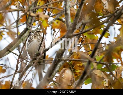 A Redwing ; Turdus iliacus à Ambleside, Lake District, Royaume-Uni. Banque D'Images