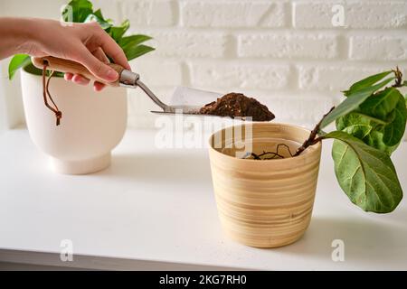 Une femme fleuriste verse le sol pour planter des plantes ficus lyrata bambino dans un pot de fleurs. Les mains des femmes et les soins pour les plantes à domicile Banque D'Images