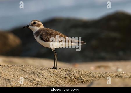 Gros plan sur le pluvier de sable plus petit. Charadrius mongolus. Pluvier de sable de moindre importance sur la roche. oiseau d'eau. Banque D'Images