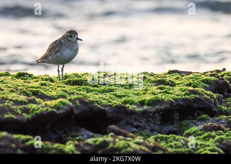 Pluvier d'or du Pacifique debout sur le rocher pendant le coucher du soleil à la mer, Inde. Pluvialis fulva. oiseau brun. amoureux sur la plage. Banque D'Images