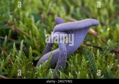 Champignon comestible Laccaria amethistinina sous le pin. Connu sous le nom de décaleur améthyste. Champignons pourpres sauvages poussant dans la mousse. Banque D'Images