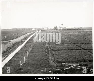 Presse écrite du début du 20th siècle, Canada : ferme expérimentale de Kapuskasing, Ontario Banque D'Images