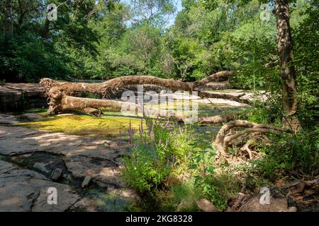 Rivière ail, pont rouge fer et scierie en ruine, dans la réserve naturelle de la plaine des Maures, à Vidauban, en France, en Europe. Banque D'Images