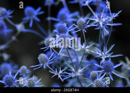 L'eryngium planum, l'eryngo bleu ou le houx de mer plat, est une plante de la famille des Apiaceae, originaire de la région qui comprend l'Euro central et sud-est Banque D'Images