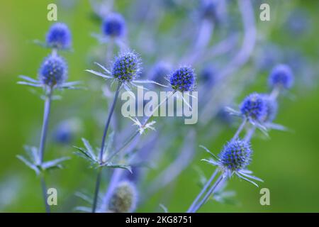 L'eryngium planum, l'eryngo bleu ou le houx de mer plat, est une plante de la famille des Apiaceae, originaire de la région qui comprend l'Euro central et sud-est Banque D'Images