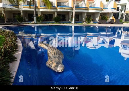 Une sculpture de crocodile au bord de la piscine dans un hôtel de villégiature sur la plage de Chahue dans les Bahias de Huatulco sur la côte Pacifique d'Oaxaca, au Mexique. Banque D'Images