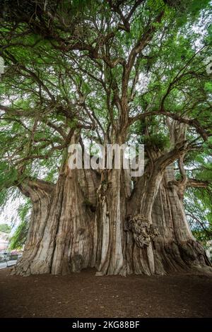 L'arbre de Tule à Santa Maria del Tule, Oaxaca Mexique, a le tronc le plus large de n'importe quel arbre dans le monde. Il s'agit d'un Montezuma Cypress, estimé à parier Banque D'Images