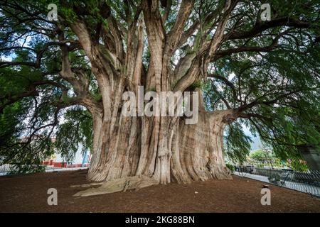 L'arbre de Tule à Santa Maria del Tule, Oaxaca Mexique, a le tronc le plus large de n'importe quel arbre dans le monde. Il s'agit d'un Montezuma Cypress, estimé à parier Banque D'Images