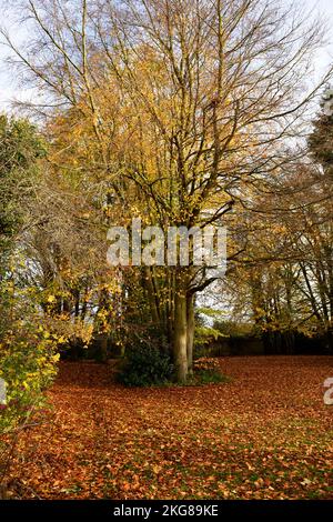 Arbres et feuilles de la couleur de l'automne Hokk Norton Oxfordshire Angleterre royaume-uni. Banque D'Images