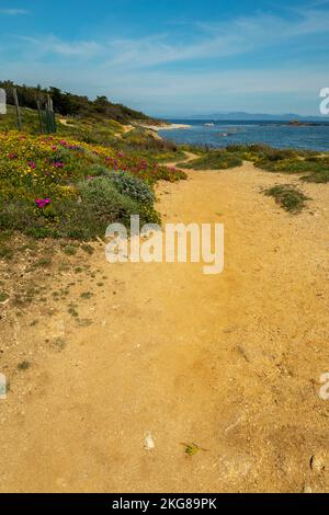 Sentier côtier de Saint-Tropez bordé de fleurs avec vue sur la mer entre les plages de Moutte et Salins Banque D'Images