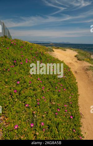 Sentier côtier de Saint-Tropez bordé de fleurs avec vue sur la mer entre les plages de Moutte et Salins Banque D'Images