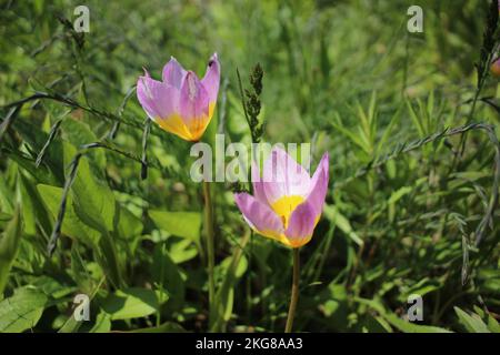 Tulipa bakeri 'merveille lilas' dans un jardin Banque D'Images