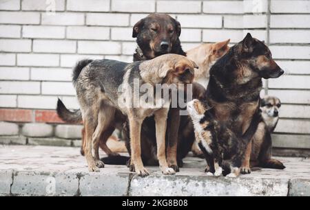 une amitié incroyable entre les chats et les chiens, une connaissance et un intérêt pour un nouvel ami Banque D'Images