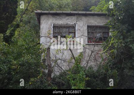 Maison au milieu de forêt d'arbres verts. Une maison isolée dans la forêt. Logement sur fond de motif d'arbre naturel. Banque D'Images