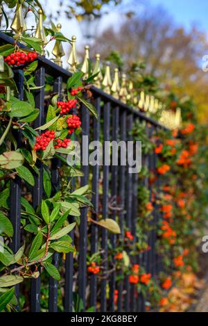 Baies d'aubépine rouge sur une haie d'aubépine derrière des rampes noires. Scène d'automne (automne) ou d'hiver avec baies rouges. Faible profondeur de champ. Banque D'Images
