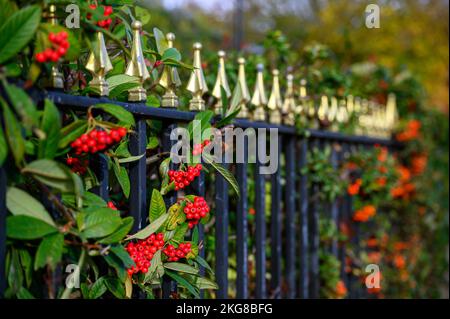 Baies d'aubépine rouge sur une haie d'aubépine derrière des rampes noires. Scène d'automne (automne) ou d'hiver avec baies rouges. Faible profondeur de champ. Banque D'Images