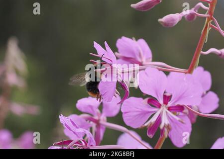 Abeille et fleur. Un gros plan d'une grande abeille rayée recueille le pollen d'une fleur sur fond vert. Arrière-plans d'été et de printemps Banque D'Images
