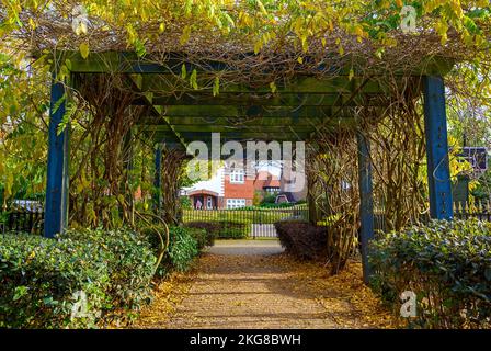 Une pergola couverte de plantes grimpantes sur un sentier. Haies sur le côté du chemin avec des maisons au-delà. Scène résidentielle en automne (automne) Banque D'Images