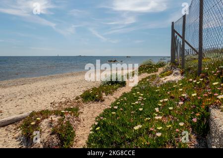 Sentier côtier de Saint-Tropez bordé de fleurs avec vue sur la mer entre les plages de Moutte et Salins Banque D'Images