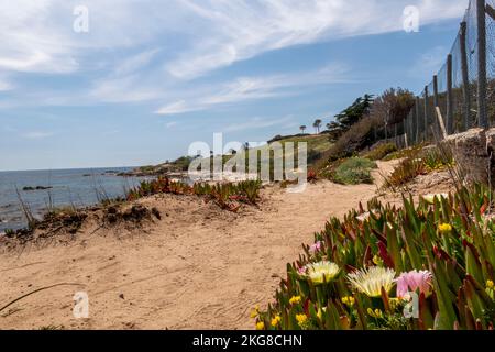 Sentier côtier de Saint-Tropez bordé de fleurs avec vue sur la mer entre les plages de Moutte et Salins Banque D'Images