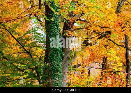 Forêt noire aux couleurs d'automne Grenzach, Grenzach-Wyhlen, Bade-Wurtemberg, Allemagne. Banque D'Images