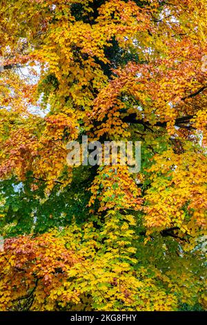 Forêt noire aux couleurs d'automne Grenzach, Grenzach-Wyhlen, Bade-Wurtemberg, Allemagne. Banque D'Images