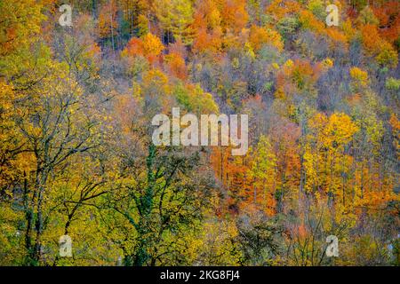 Forêt noire aux couleurs d'automne Grenzach, Grenzach-Wyhlen, Bade-Wurtemberg, Allemagne. Banque D'Images