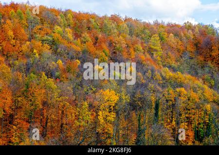 Forêt noire aux couleurs d'automne Grenzach, Grenzach-Wyhlen, Bade-Wurtemberg, Allemagne. Banque D'Images