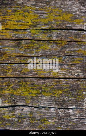 Arrière-plan abstrait. Vieux panneau en bois avec des fissures couvertes de mousse. Bois délabré. Surface texturée lisse. Banque D'Images