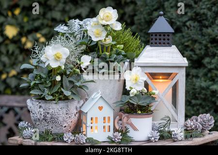 jardin d'hiver avec helleborus niger en pots et lanternes d'époque Banque D'Images