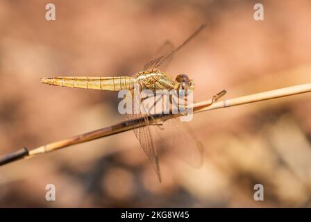 Dragonfly de scarlet - Crocothemis erythraea, belle libellule rouge des marais du monde entier, eaux fraîches et côtes de la mer, Madagascar. Banque D'Images