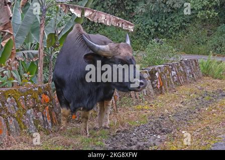 Gayal domestique adulte (Bos gaurus frontalis) gardé par les tribus des collines Arunachal Pradesh, Inde Janvier Banque D'Images