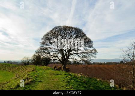 Grand arbre sur la butte du Giants Ring, Belfast, Irlande du Nord Banque D'Images