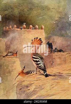 Hoopoe peint et décrit par Charles Whymper dans le livre ' Egyptian Birds ' pour la plupart vu dans la vallée du Nil Date de publication 1909 Éditeur Londres, A. et C. Black Banque D'Images