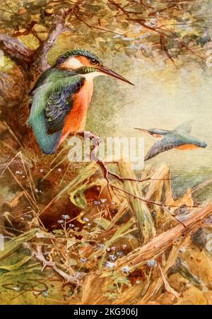 Le kingfisher commun (Alcedo atthis), également connu sous le nom de kingfisher eurasien et de rivière kingfisher, peint et décrit par Charles Whymper dans le livre ' oiseaux égyptiens ' pour la plupart vu dans la vallée du Nil Date de publication 1909 Editeur Londres, A. et C. Black Banque D'Images