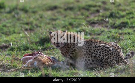 Guépard de la savane kenyane masaimara Banque D'Images