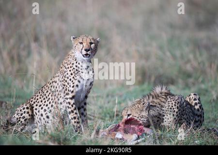 Guépard de la savane kenyane masaimara Banque D'Images