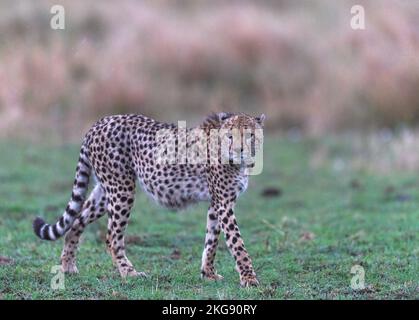 Guépard de la savane kenyane masaimara Banque D'Images