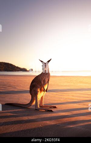 Mignon kangourou sur une plage, avec de l'eau en arrière-plan au lever du soleil en Australie Banque D'Images