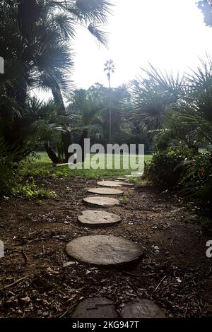 Chemin fait avec des marches en bois dans une ouverture parmi les arbres dans un parc Banque D'Images