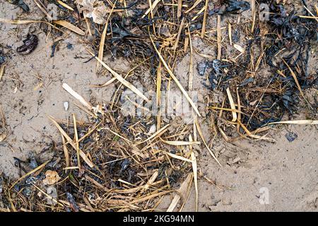 Algues séchées et plantes sur la ligne côtière en haute eau Banque D'Images