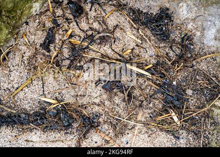 Algues séchées et plantes sur la ligne côtière en haute eau Banque D'Images