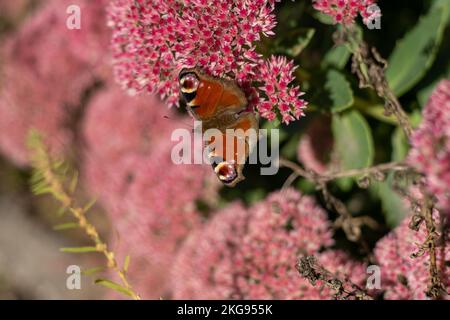 Un papillon de paon mange sur une fleur rose de Sedum - chou de lièvre. Un parterre de fleurs pollinisation par les insectes. Les papillons volent. Nature ensoleillé jour. Insecte. Ailes de papillon. Plante verte en gros plan. Banque D'Images