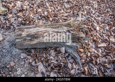 Un tronc d'arbre coupé, posé sur son côté, a subi des intempéries et se déchue sur le sol de la forêt entouré de feuilles d'automne tombées à la fin de l'automne Banque D'Images