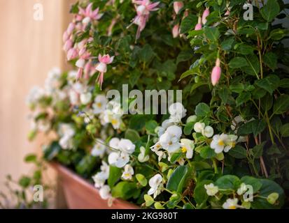 Boîte de fleurs avec petite fleur blanche begonia et fuchsia rose. Jardin sur le rebord de la fenêtre Banque D'Images