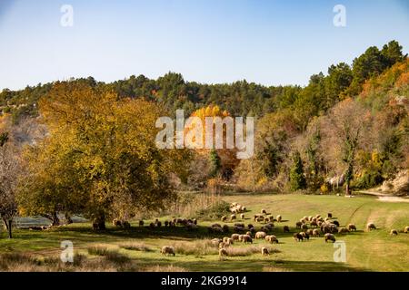 un troupeau de moutons paître sur une glade verte au bord de la rivière et une petite forêt à la campagne Banque D'Images