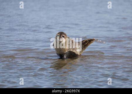 Phoque du port (Phoca vitulina) bains de soleil sur l'île de Fano, mer de Wadden, Danemark Banque D'Images